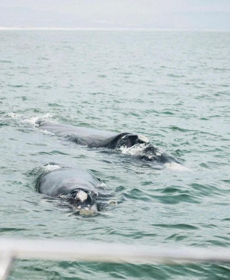 Hermanus Whale Cottage Ngoại thất bức ảnh